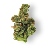 Dogwalker OG