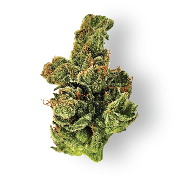 Dogwalker OG